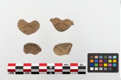 Foto von Knochenwirbel (NHMW-PRAE-023687a)